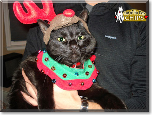 Chips, the Cat of the Day Chips, the Cat of the Day