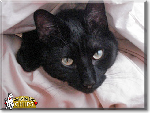 Chips, the Cat of the Day Chips, the Cat of the Day