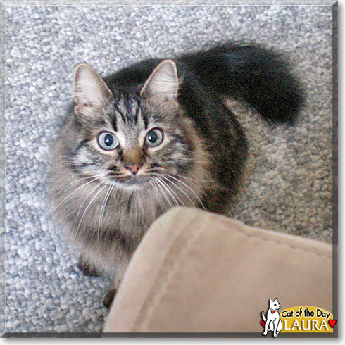 Laura, the Cat of the Day
