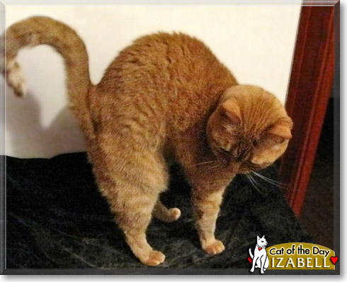 Izabell, the Cat of the Day
