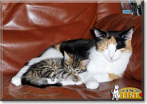 Lint, the Cat of the Day Lint, the Cat of the Day