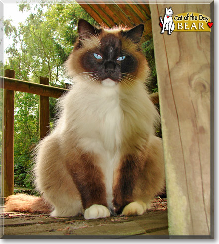Bear, the Cat of the Day