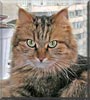 Mishu