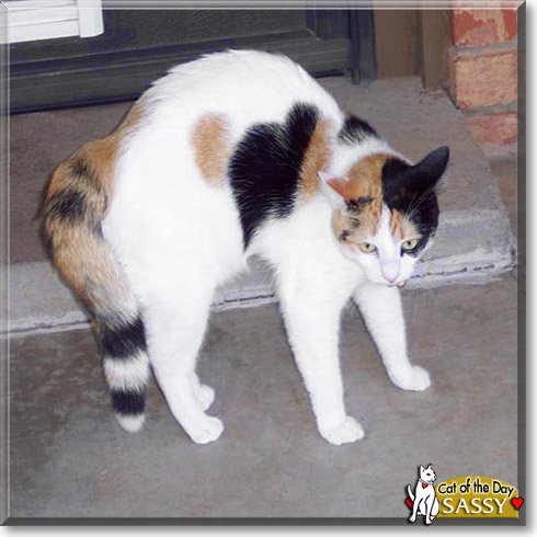Sassy, the Cat of the Day