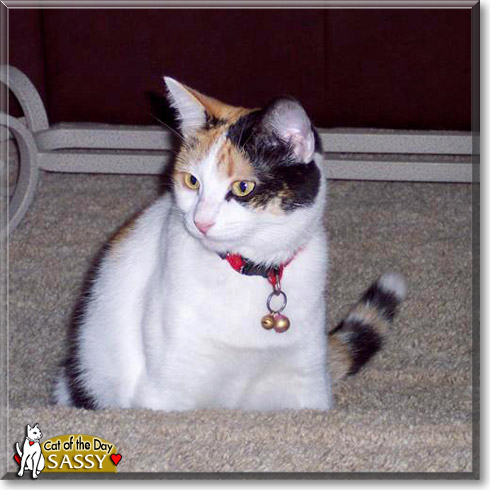 Sassy, the Cat of the Day
