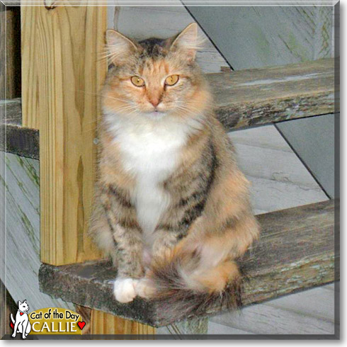 Callie, the Cat of the Day