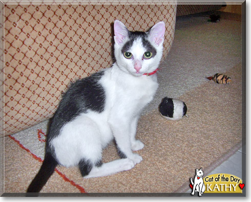 Kathy, the Cat of the Day