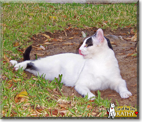 Kathy, the Cat of the Day Kathy, the Cat of the Day