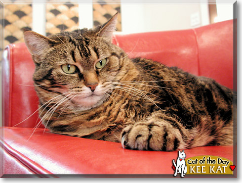 Kee Kat, the Cat of the Day