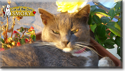 Smoky, the Cat of the Day