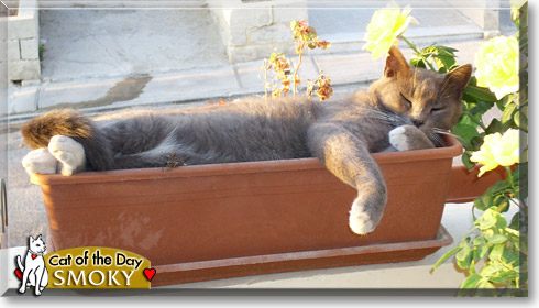 Smoky, the Cat of the Day