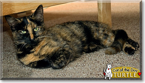 Turtle, the Cat of the Day