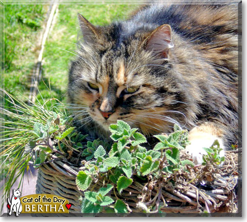 Bertha, the Cat of the Day Bertha, the Cat of the Day
