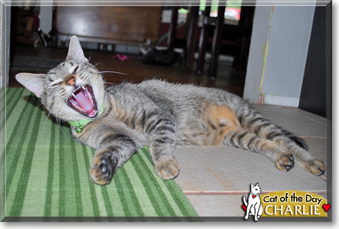 Charlie, the Cat of the Day