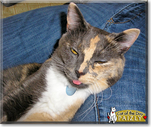Paizly, the Cat of the Day