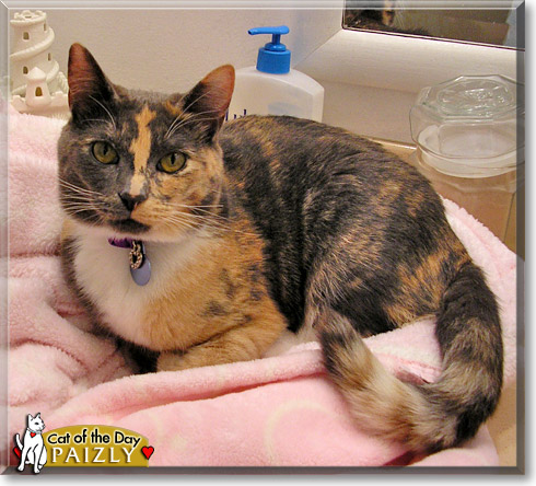 Paizly, the Cat of the Day