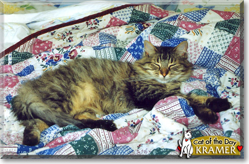 Kramer, the Cat of the Day