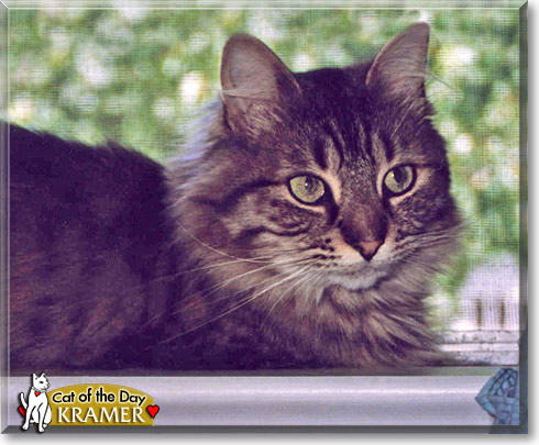 Kramer, the Cat of the Day