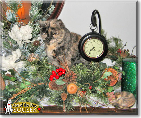 Squeek, the Cat of the Day