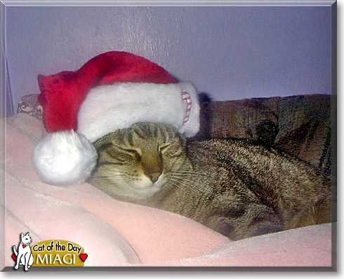 Miagi, the Cat of the Day