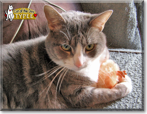 Typee, the Cat of the Day