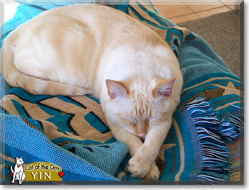 Yin, the Cat of the Day Yin, the Cat of the Day