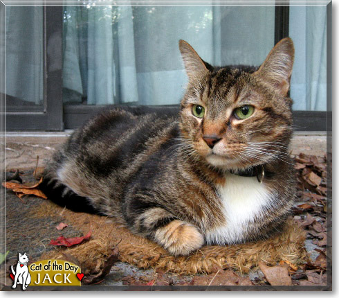 Jack, the Cat of the Day