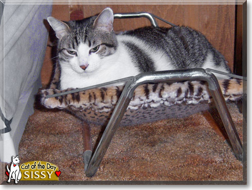 Sissy, the Cat of the Day