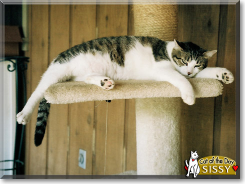 Sissy, the Cat of the Day