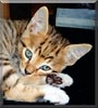 Bagheera