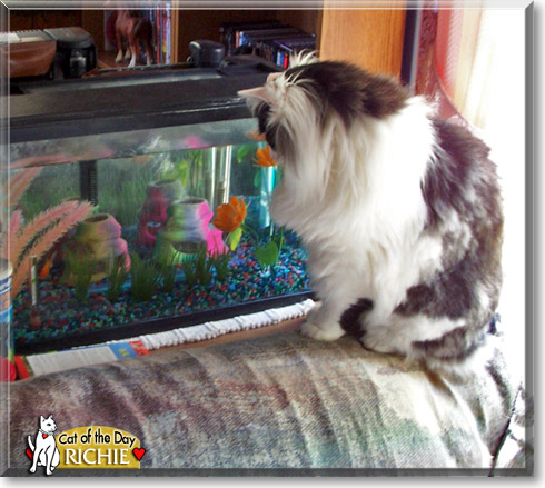 Richie, the Cat of the Day