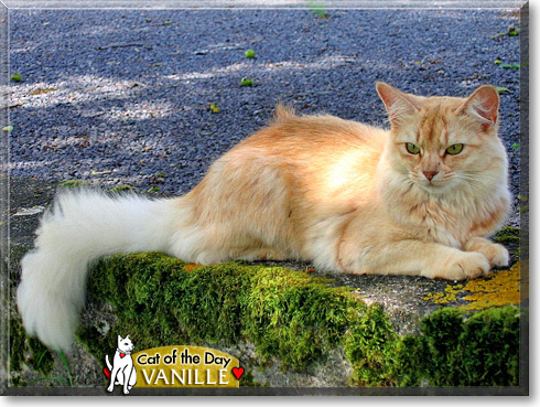 Vanille, the Cat of the Day