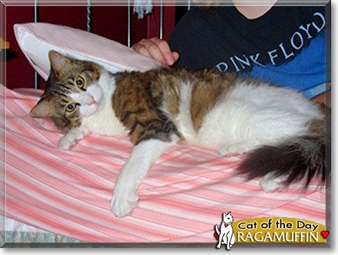 Ragamuffin, the Cat of the Day