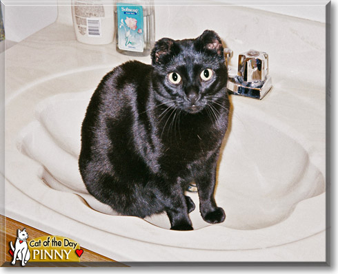 Pinny, the Cat of the Day
