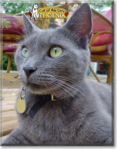 Phoenix, the Cat of the Day