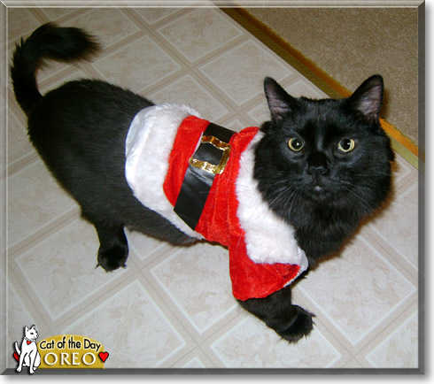 Oreo, the Cat of the Day