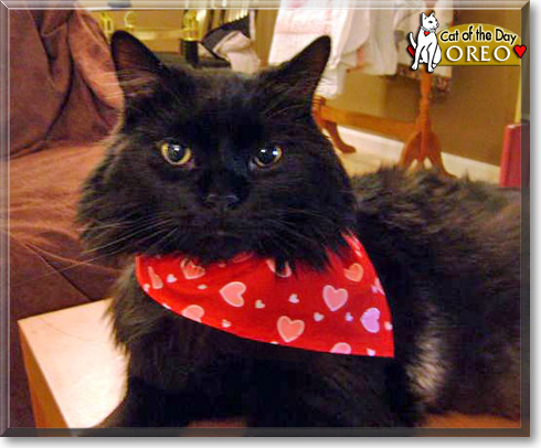 Oreo, the Cat of the Day Oreo, the Cat of the Day
