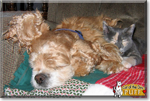 Puff, the Cat of the Day and Bailey