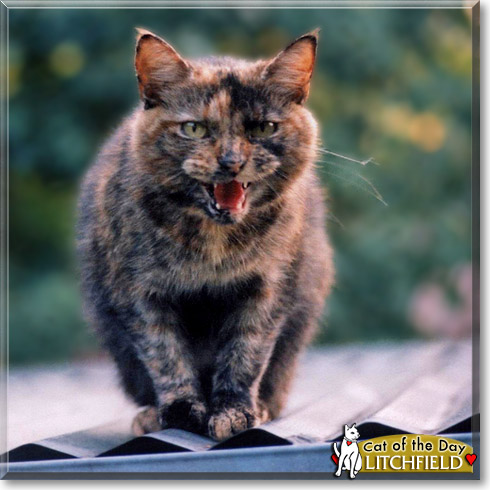 Litchfield, the Cat of the Day