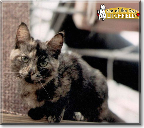 Litchfield, the Cat of the Day