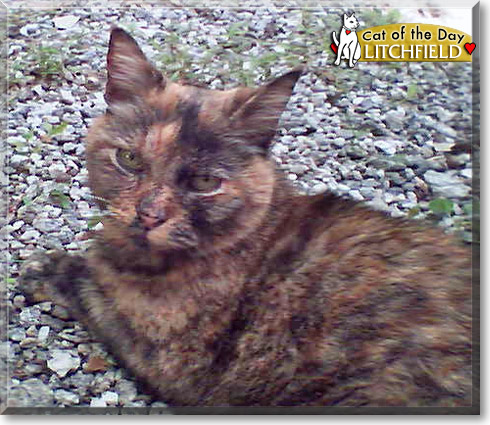Litchfield, the Cat of the Day