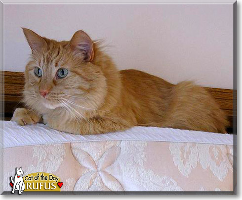 Rufus, the Cat of the Day