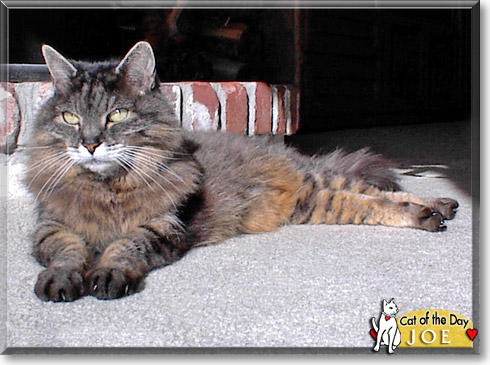 Joe, the Cat of the Day
