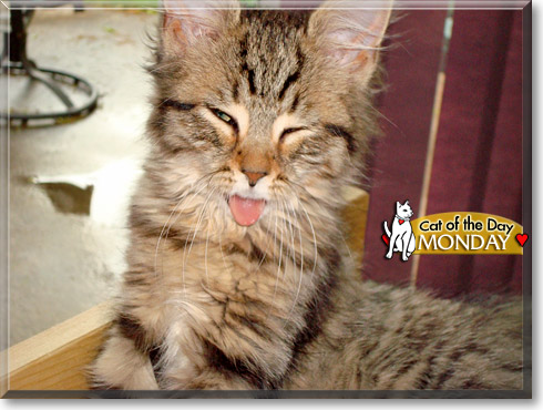 Monday, the Cat of the Day Monday, the Cat of the Day