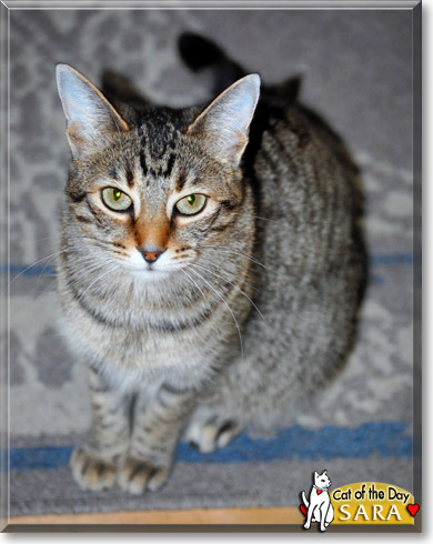 Sara, the Cat of the Day