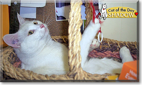 Shadow, the Cat of the Day