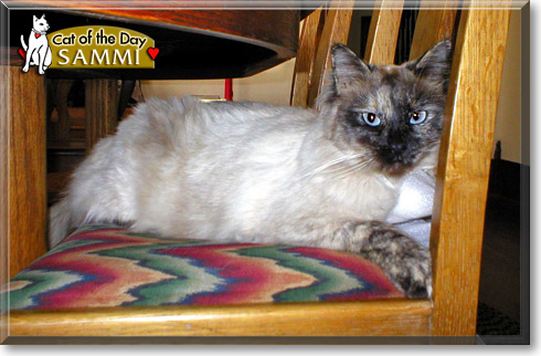 Sammi, the Cat of the Day