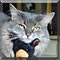 Cat of the Day