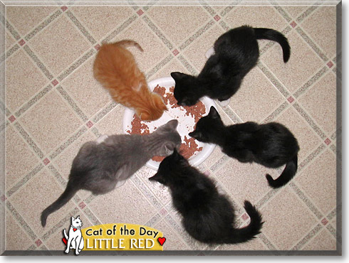 Little Red, the Cat of the Day Little Red, the Cat of the Day