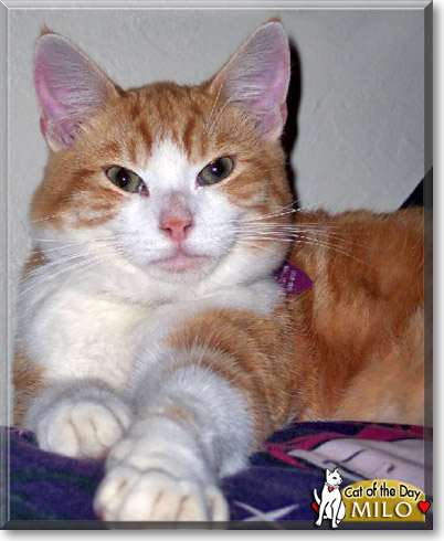 Milo, the Cat of the Day